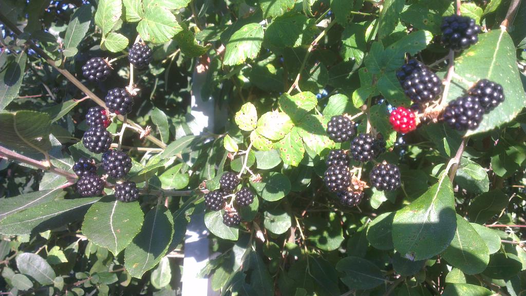 casaflorinda's tweet photo. Pequenos #praceres autóctonos: moras da silveira ;)) http://t.co/NMuPOK4C1E