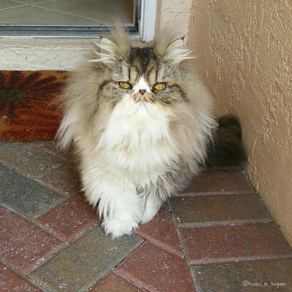 reese_n_regan's tweet photo. I'm looking for 💕. Where are the single ladies? #heartnose #catstrut  @catsofinstagram #twitterweek  #CatsOfTwitter http://t.co/SqTXbzFMVQ