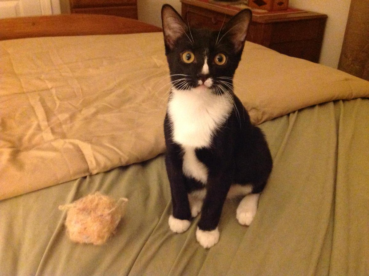 Darediva's tweet photo. So proud of our little guy! Here's Jackson after bringing back his "donut" for the 15th straight time. #fetchcat http://t.co/bZK1WHyex7