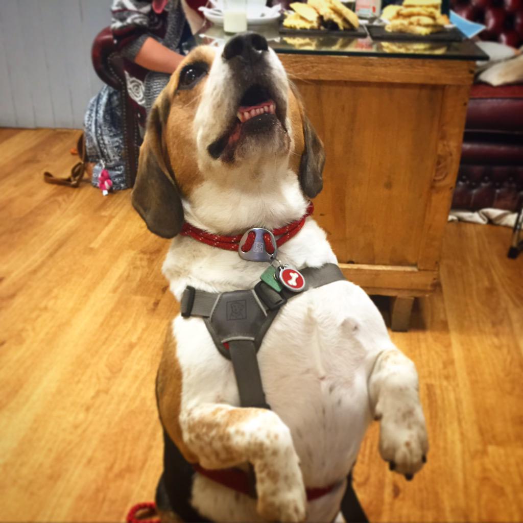 doggycaffe's tweet photo. ❤️😍dog of the day😍❤️ #chubbychops #cafe #dog #doglover #dogfriendly #puppy #Brighton #hove http://t.co/UdcCk6CKHC