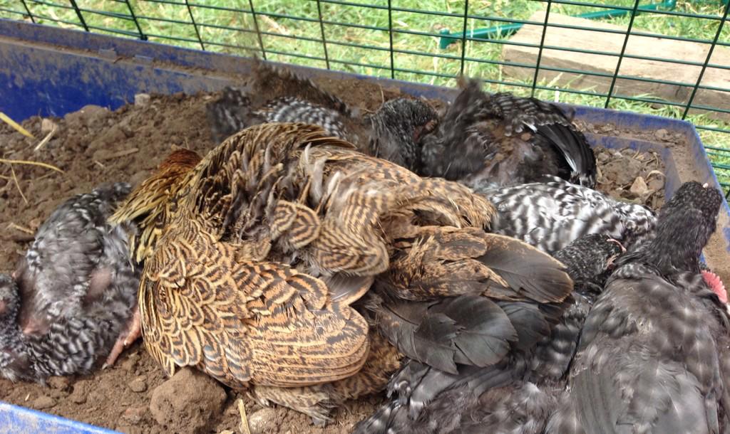 tiggertagg's tweet image. Bundle in the dust bath today  #chickenhour more lessons from mum.  I just love watching her parenting. 💕💕💕