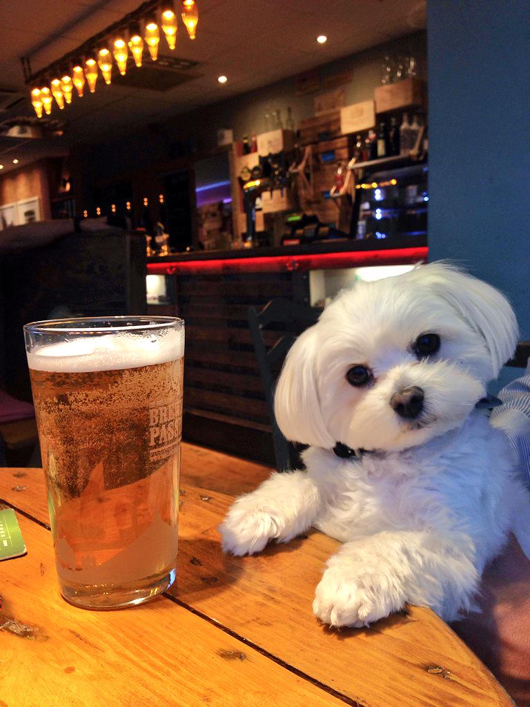 MalteseThe's tweet photo. Enjoying a relaxing pint down @thechivertontap #realale #drinklocal #longhop http://t.co/8RKY5S8Qk1