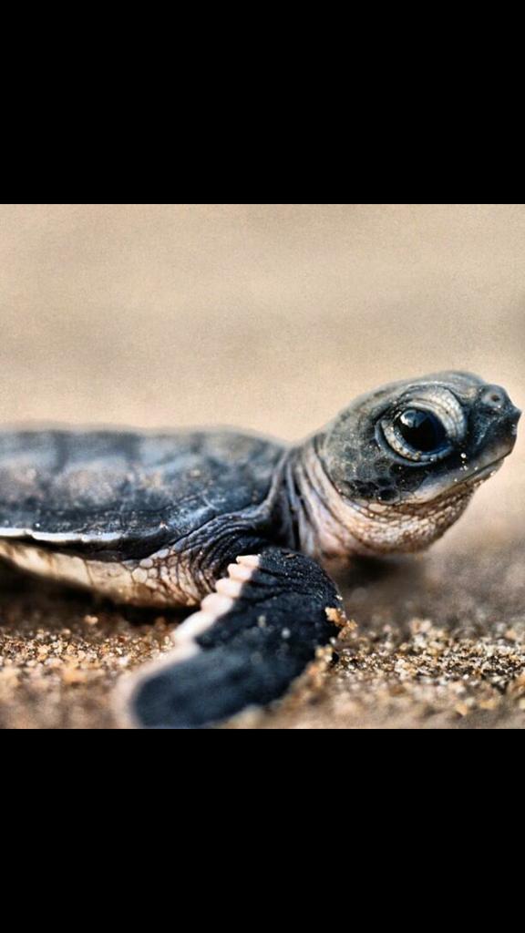 Baby sea turtle 🐢
