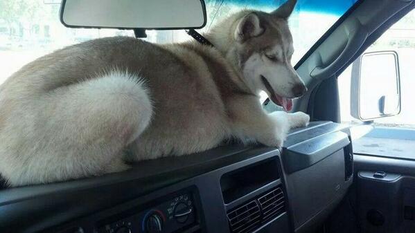 His favorite spot in the car.