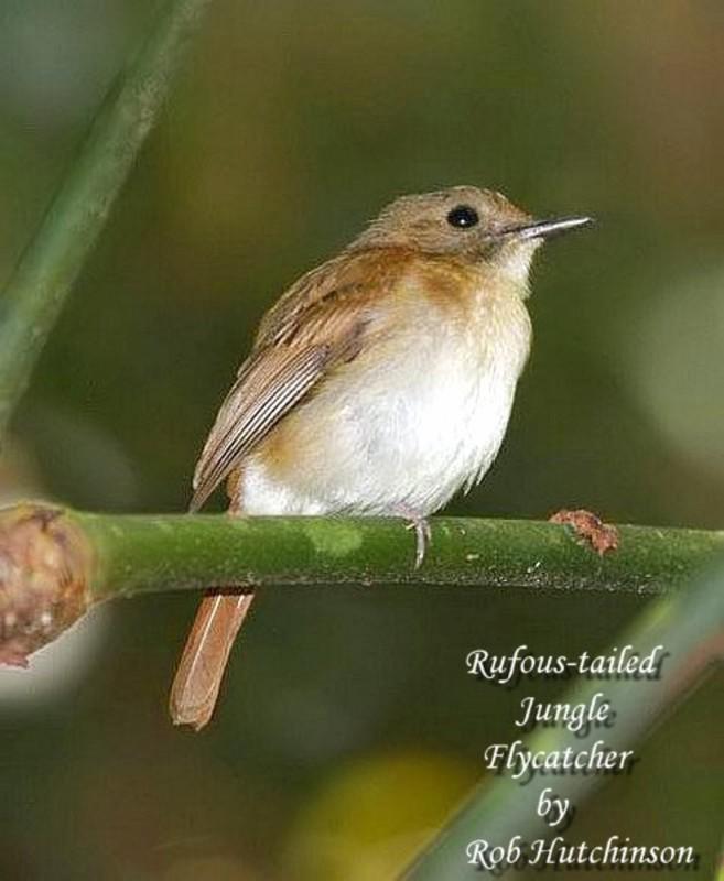 BIRD #1,162
Rufous-tailed Jungle-Flycatcher
(Rhinomyias ruficauda)