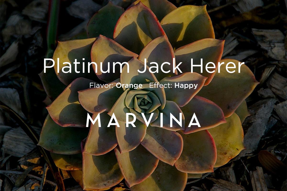 GoMarvina's tweet photo. Earthy notes certainly exist in this Platinum Jack Herer, complimented by a tangy orange in both smell and flavor. http://t.co/uljmfmGH5a