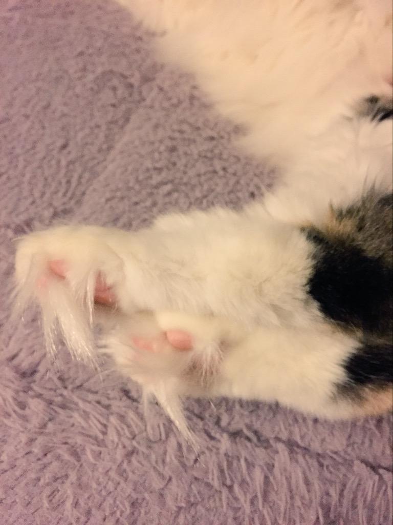 Curly_Eared_Cat's tweet photo. Almost forgot that it's #TOESday hehe πΉ #CatsOfTwitter #toetufts #cats ππ½ http://t.co/J66X15inxI