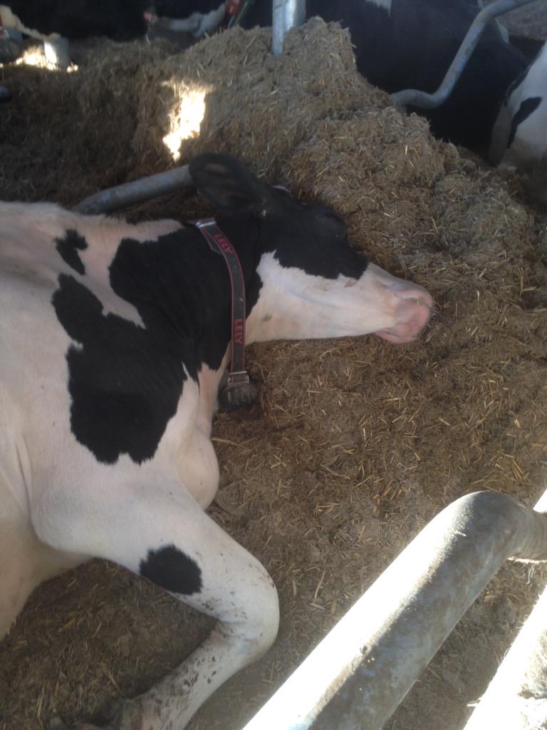 FarmerJM's tweet photo. Someone help my cows are mistreated lol @peta @FarmVoice365 http://t.co/u29wekOnk2