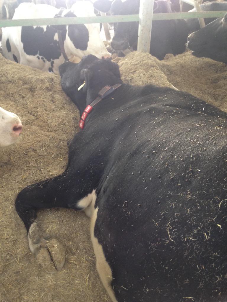 FarmerJM's tweet photo. Someone help my cows are mistreated lol @peta @FarmVoice365 http://t.co/u29wekOnk2