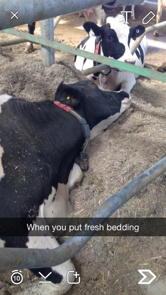 FarmerJM's tweet photo. Someone help my cows are mistreated lol @peta @FarmVoice365 http://t.co/u29wekOnk2