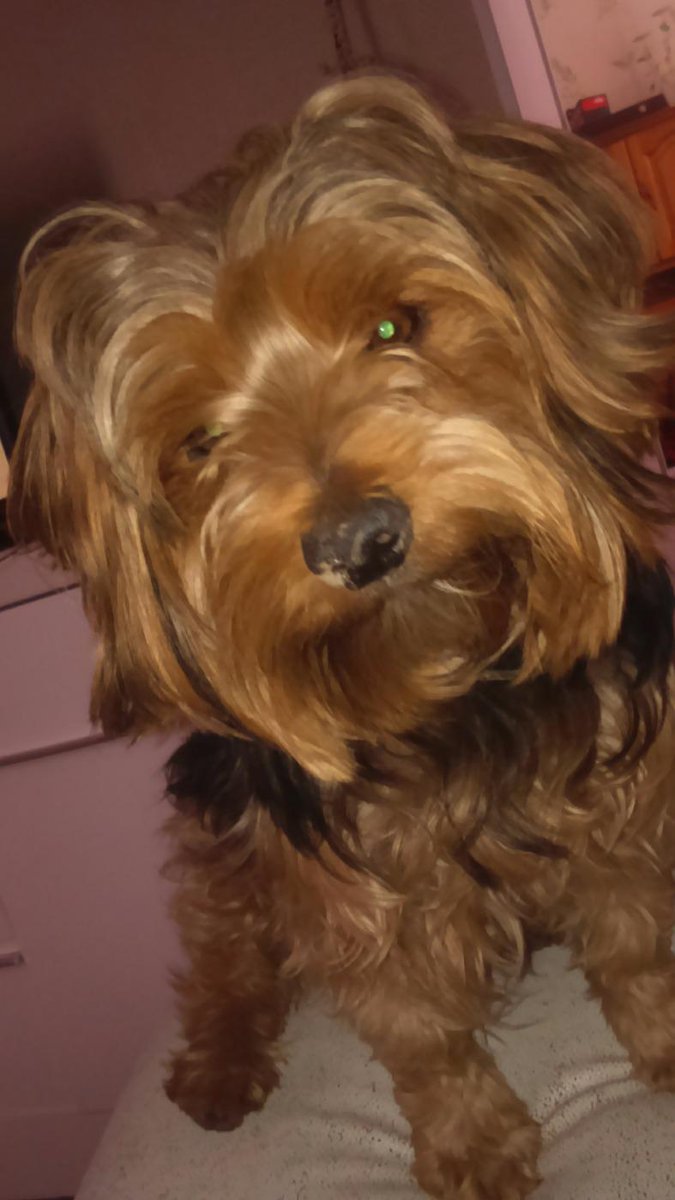 leadavidd9's tweet image. Mon chien chery