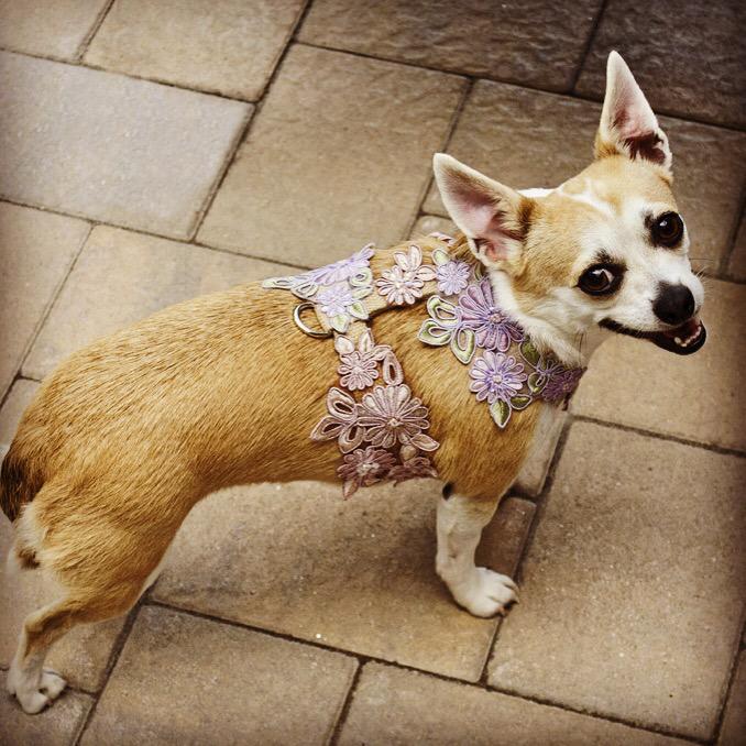 Another great designer <a href="/BdwalkDoggies/">Boardwalk Doggies</a> joins <a href="/yvetteruta/">Yvetteruta</a> <a href="/hayleyhats/">Hayleys Hats</a> <a href="/Pugmom459/">Robin Stanley</a> <a href="/HarlowAndGrace/">Kendra Cunningham</a> <a href="/SpotExperience/">Spot Experiential Marketing</a>