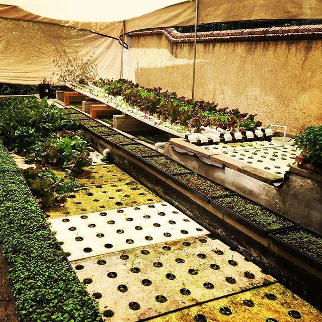 WhisperFarmsLA's tweet photo. More #aquaponics in action in #SierraMadre.  #urbanfarming  #backyardgrowing #sustainable … http://t.co/tJdgppeQQg http://t.co/EAu5nLlTdJ