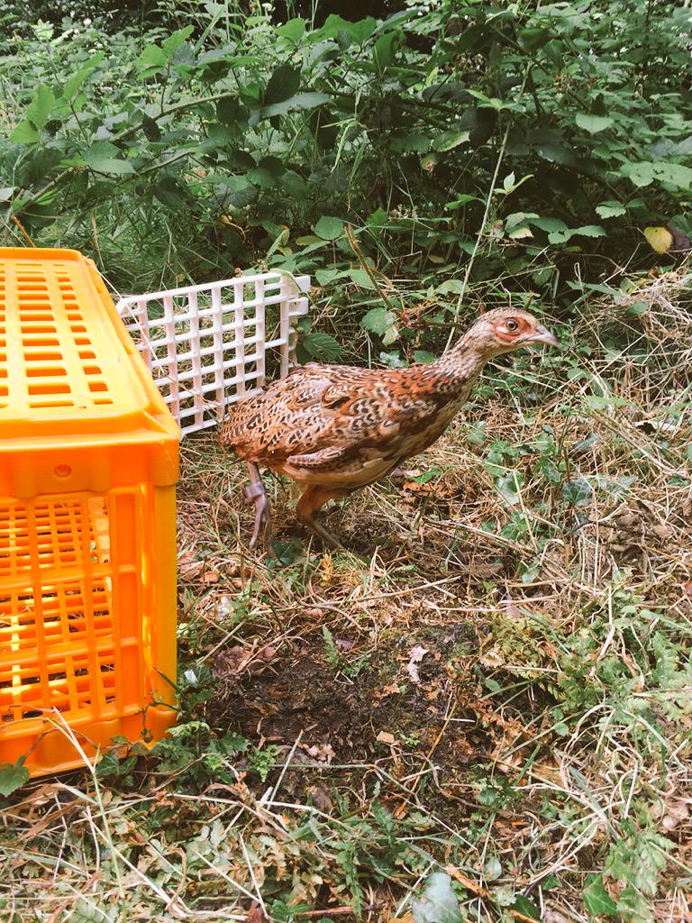 EllisJGLangley's tweet photo. Release day last week! #pheasant #cognitioninthewild #emotional http://t.co/fYPyXOekiM