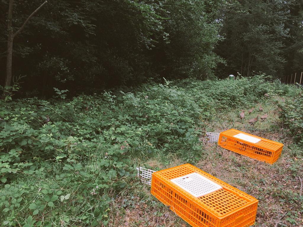 EllisJGLangley's tweet photo. Release day last week! #pheasant #cognitioninthewild #emotional http://t.co/fYPyXOekiM