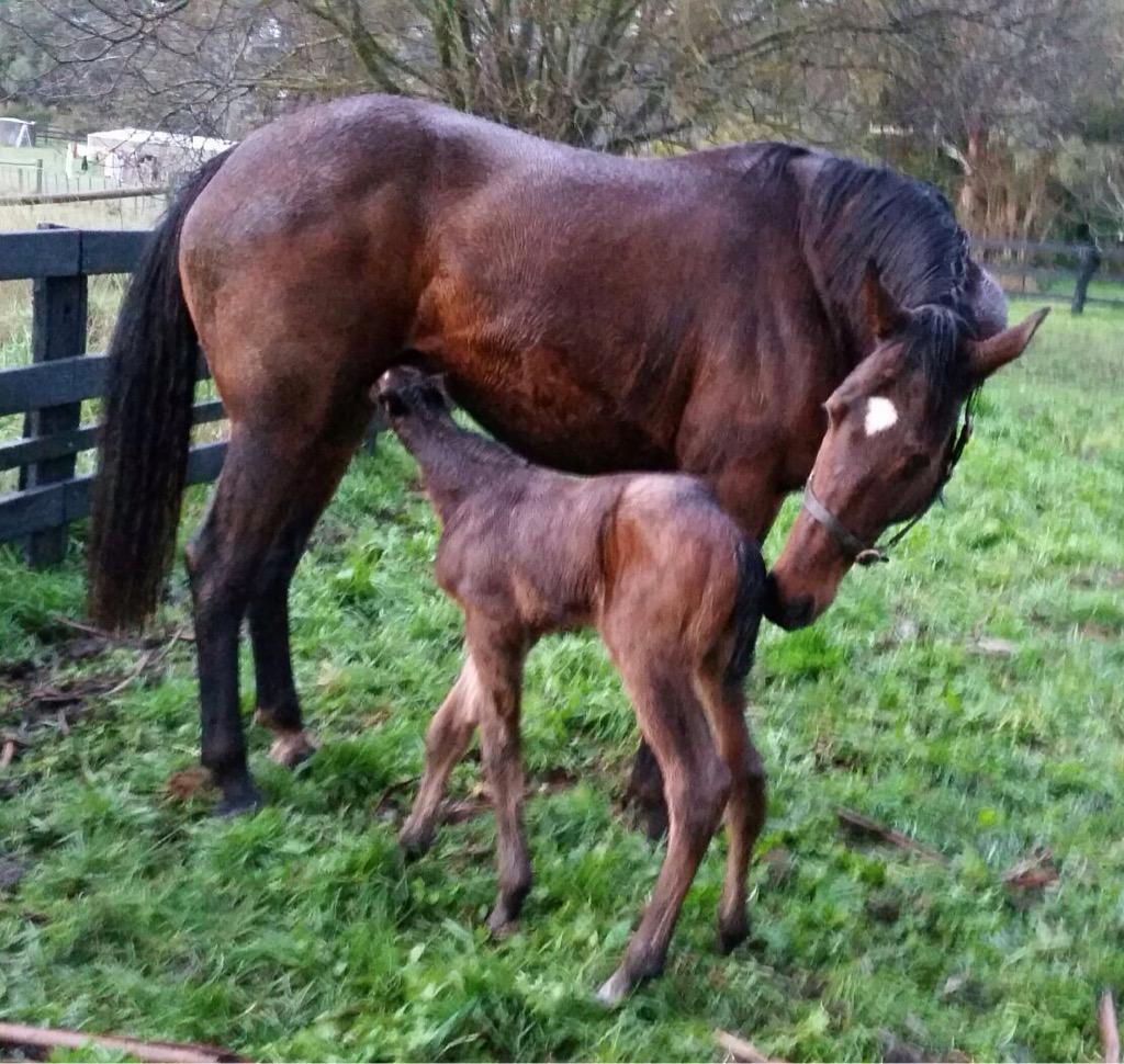 redinkracing's tweet photo. And we have our first foal for Thunder Rain, a spunky little colt by Magic Albert #lookslikemum #veryhappy http://t.co/KDs4Pjn36w