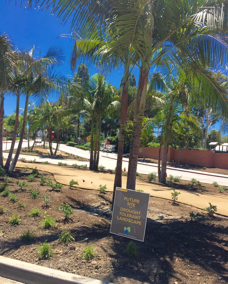 Drought tolerant planting in progress. Lots of activity at <a href="/CSULB/">Cal State Long Beach</a> this summer! <a href="/CSULB_Sustain/">CSULB Sustainability</a> #GoBeach