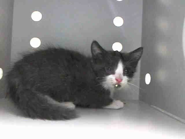 Catherine_Riche's tweet photo. BACKSTREET might be KILLED TOMORROW! Please RT-share-pledge-foster-adopt! #NYC #CATS

https://t.co/te8r0mxsoc http://t.co/VcRzMoDc35