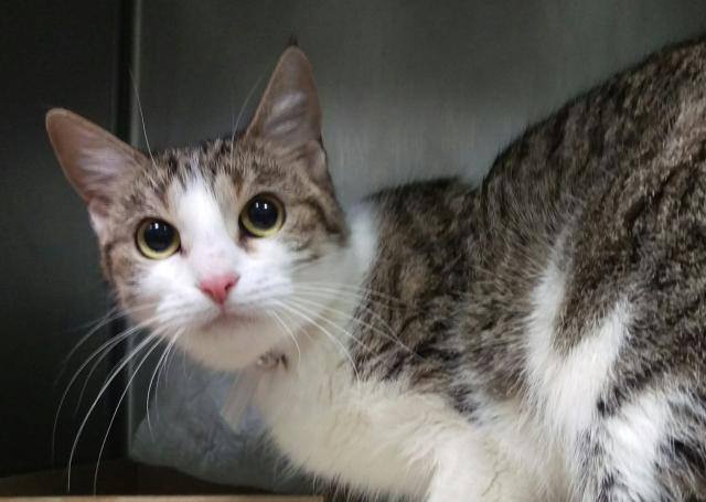 Catherine_Riche's tweet photo. CAMILA might be KILLED TOMORROW! Please RT-share-pledge-foster-adopt! #NYC #CATS

https://t.co/gSxn02JT6k http://t.co/b2DiaODFP7
