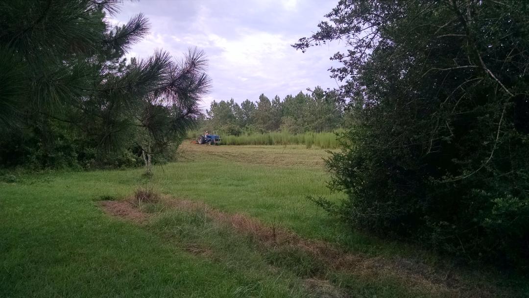 The fairway behind Lee Drive in Matanzas Woods being cut today. #palmcoast
