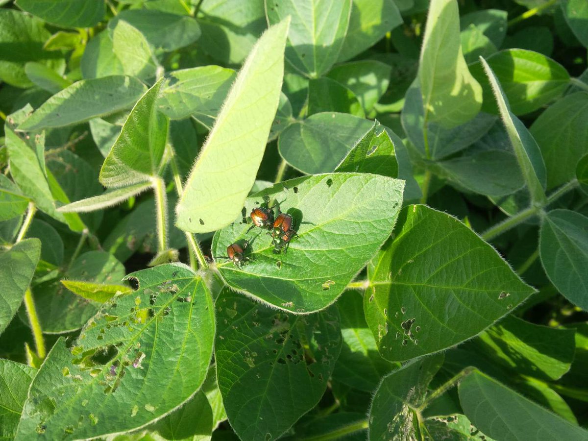 perthsoilncrop's tweet photo. Start checkin your fields. http://t.co/wQ7rwCwg3f