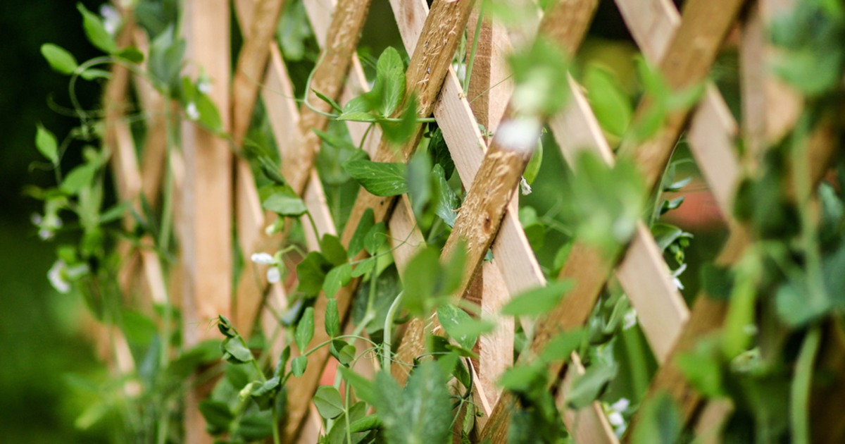 MortgageCapital's tweet photo. Trellises can beautify any home or garden. Try building one yourself: https://t.co/mewIBjhWK4 http://t.co/Y54k5dVVgR