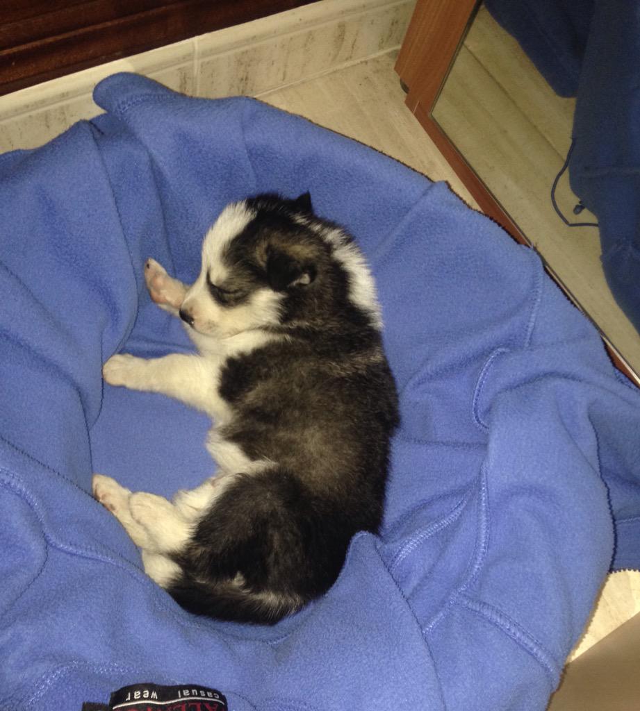 DaniOrbea's tweet photo. Buenas noches❤️🐶 http://t.co/62PRIVAAlY