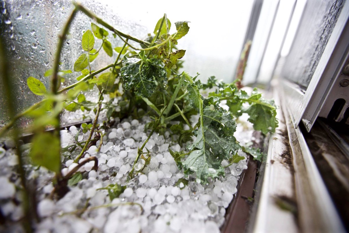 colehofstra's tweet photo. This storm is playing havoc on the city #garden #yyc @GlobalCalgary #downtown #destroyed #calgary http://t.co/poNqfkWpv9