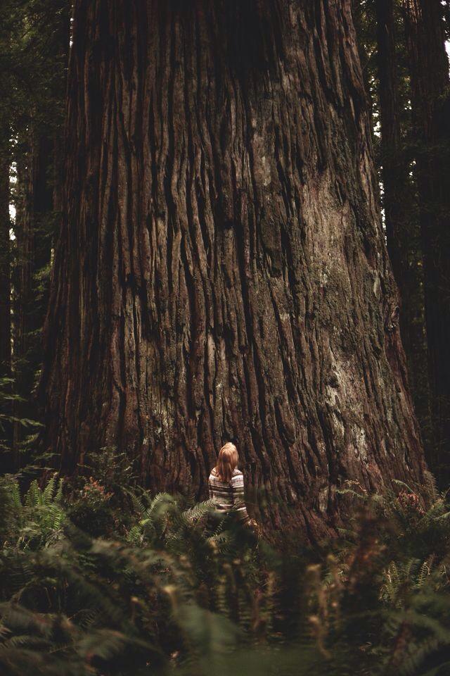 adventurful's tweet photo. Giant Redwoods are incredible 😍🌲 http://t.co/OR4lV8hWCP