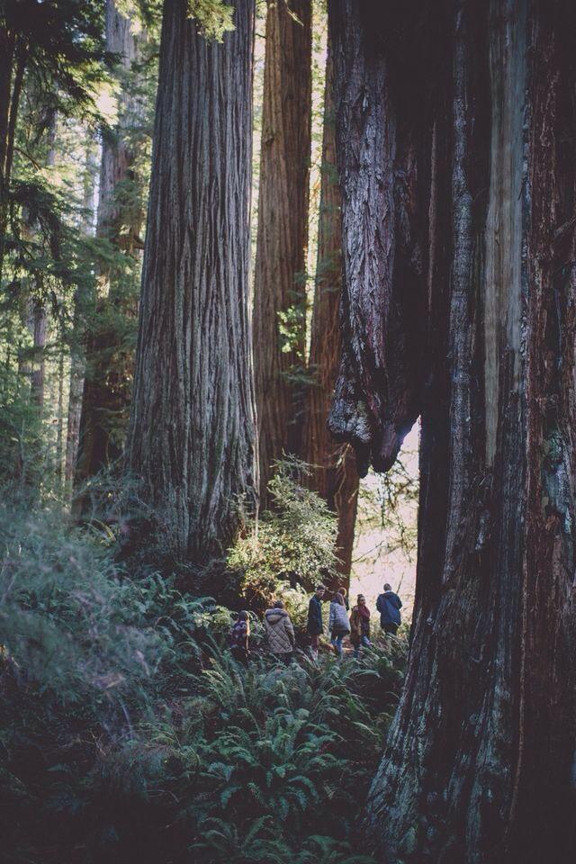 adventurful's tweet photo. Giant Redwoods are incredible 😍🌲 http://t.co/OR4lV8hWCP