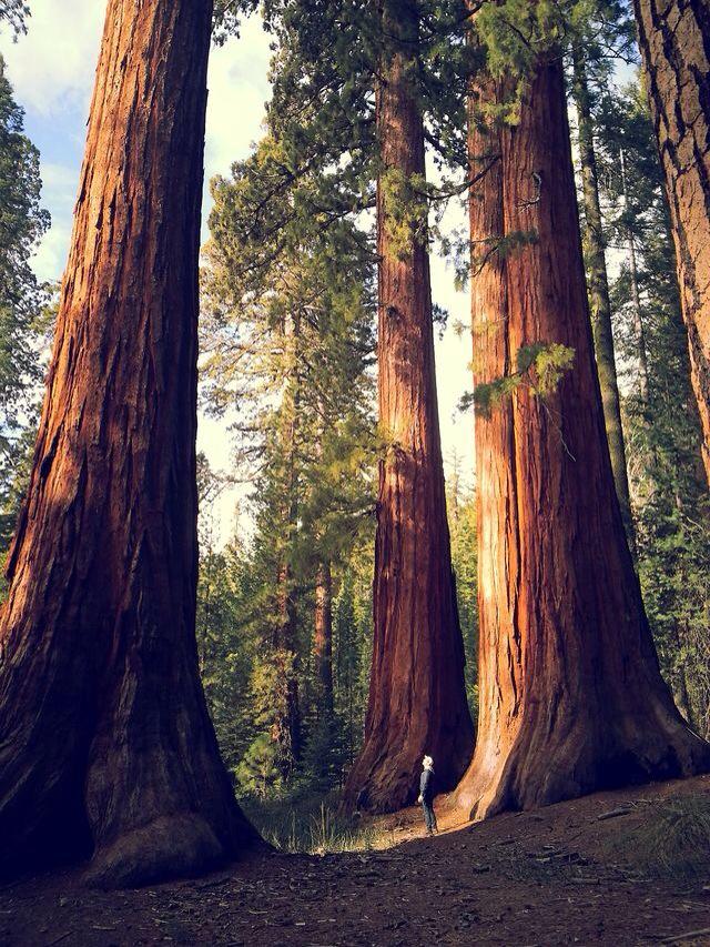 adventurful's tweet photo. Giant Redwoods are incredible 😍🌲 http://t.co/OR4lV8hWCP