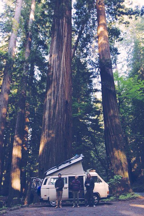 adventurful's tweet photo. Giant Redwoods are incredible 😍🌲 http://t.co/OR4lV8hWCP