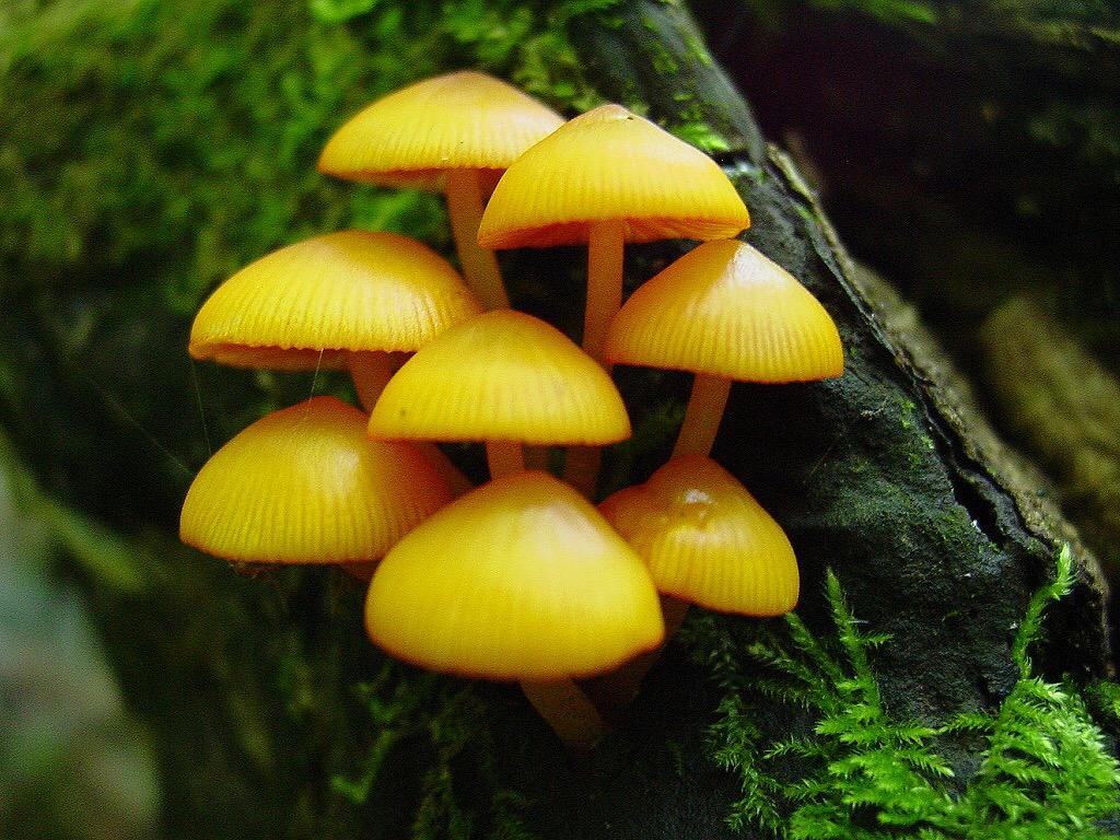 Spore_Porn's tweet photo. http://t.co/I1nDMUmPXE