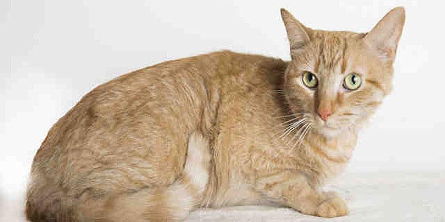 Feeling all of the feelings! Deceased owner wrote touching letter to her cat's future adopter peoplem.ag/izxi7tR