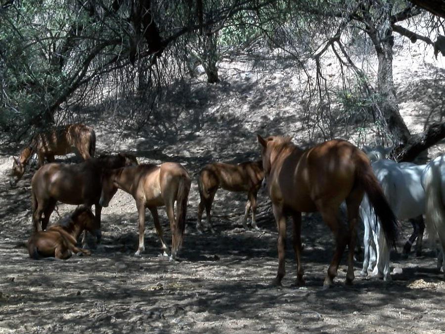 Group rallies to stop wild horse roundup: bit.ly/1UmeIg3 #SaltRiverWildHorses #abc15