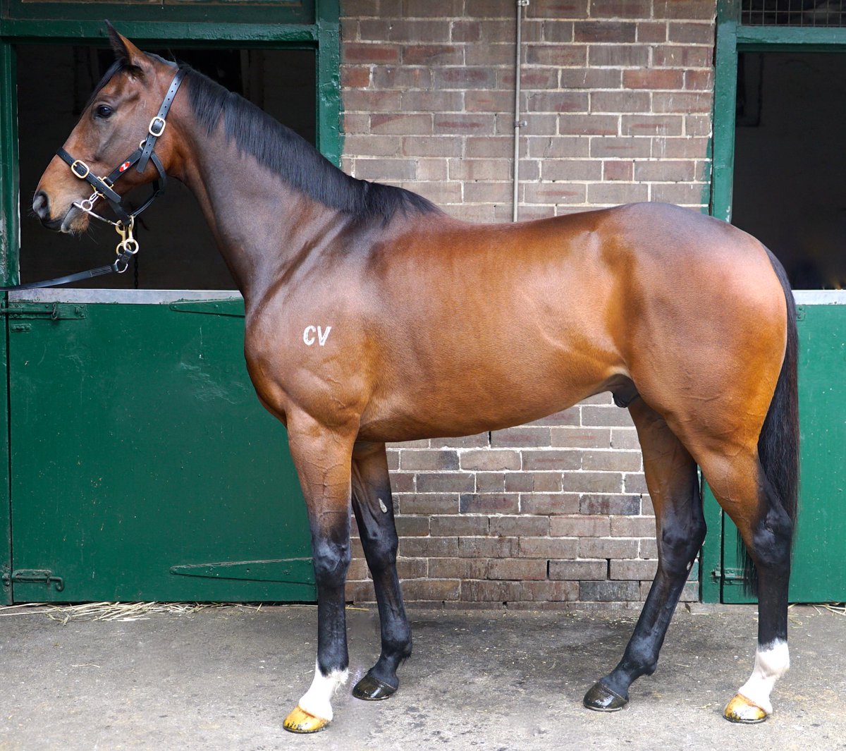 GaiWaterhouse1's tweet image. The very talented son of High Chaparral, Ecuador is "flying" according to @TommyBerry21. Trials at @royalrandwick MON