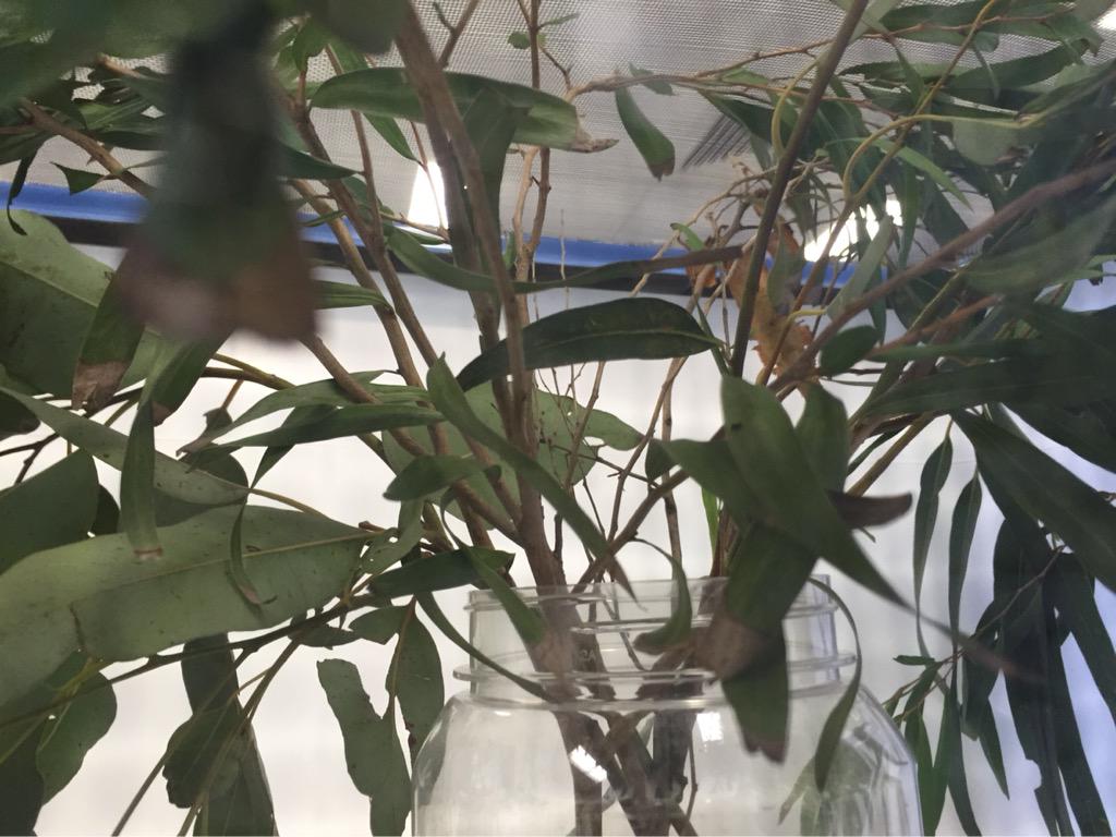 vivianushiama's tweet image. First year lab. Activity spot the stick insect #PhDLife #Biology #LabClass