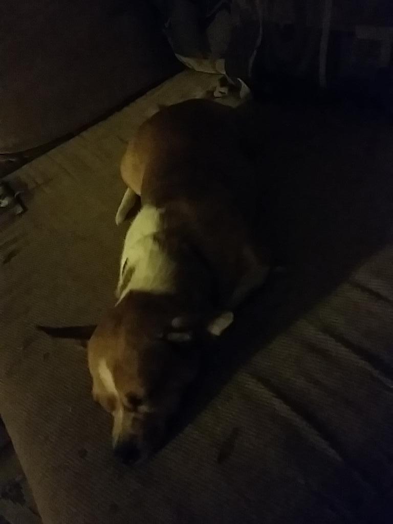 My dog Lily is sleeping and it's cute