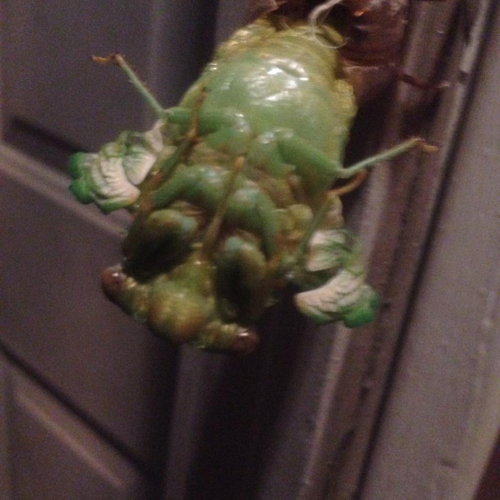 Watson Village (WatsonVillage) Twitter