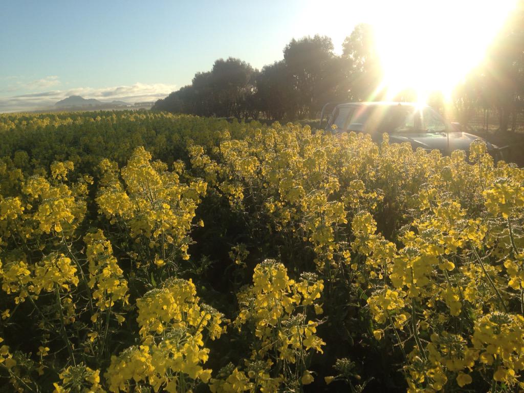 adams_wa's tweet image. #paddockpride @NuseedAustralia #GT 50 sunrise.