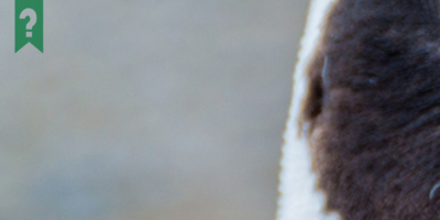 Can you guess what animal this is? #guessing #bored