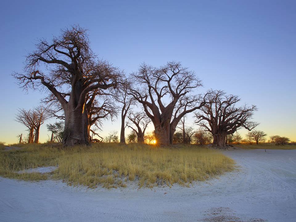 #Goodmorning #Botswana (Sunrise at #BainesBaobabs in the #NxaiPan Photo by #HannesThirion ) #MyBotswana #MyPride