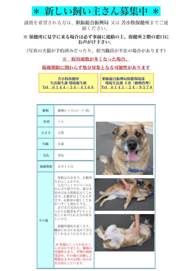 Uzivatel 北海道 保健所 里親募集 Na Twitteru 苫小牧保健所さん 体が心配な茶犬さん 黒犬さん共々 なかなか里親 さんが現れません シェパード系で賢そうです 里親募集 拡散 動物愛護 保健所 北海道 苫小牧 シェパード系 Http T Co Ypzdsvv2yd Http