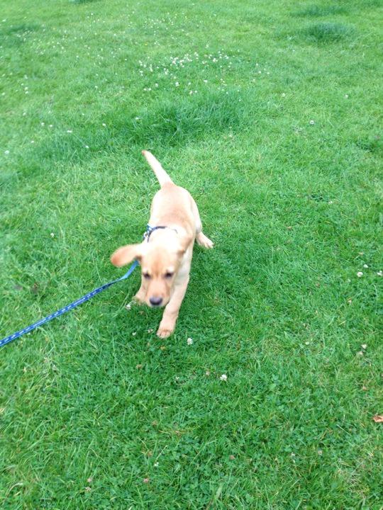 ShirleTeresa's tweet photo. New puppy to the team #DottyAboutDogsLymm http://t.co/q7dwjbzuiT