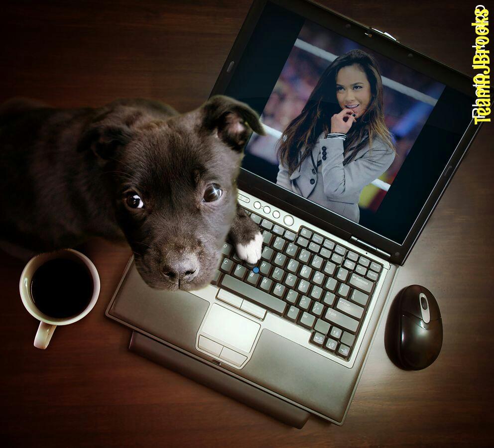 TeamWWEAJBrooks's tweet photo. Cute Puppy 😍😍 This Is For You @AJBrooks @aspa @PetsforVets #TeamAJ #WeLoveAJ @AJLeeSupport #AJFansEver http://t.co/qwxfGryOai