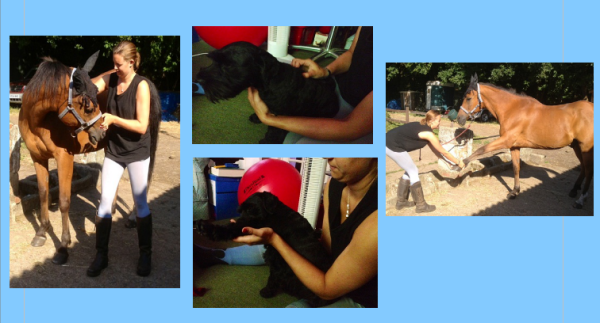 GoodVetPetGuide's tweet photo. .@equi_physio #physiotherapy is used to assist healing &amp; provide pain relief 4 #dogs #horses https://t.co/j533mgJ9FY https://t.co/dltgBOqNca
