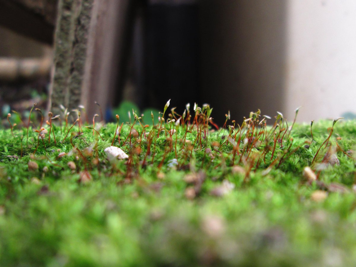 2000bryophyta's tweet photo. ノミハニワゴケ(蚤葉庭苔・Haplocladium angustifolium)です。
煉瓦色の蒴がとても美しい苔です・・・
＃苔 http://t.co/3wU9TuidFP