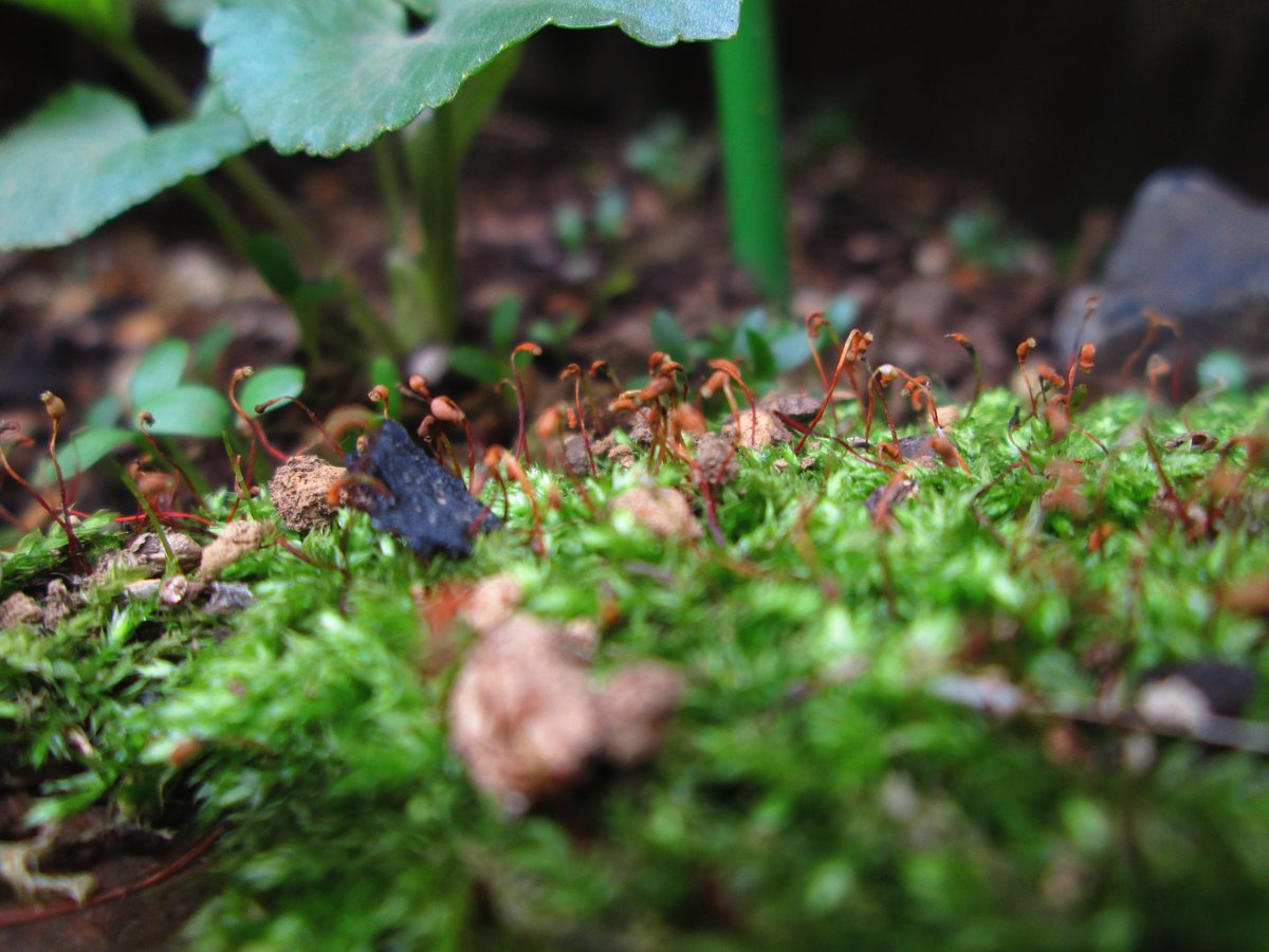 2000bryophyta's tweet photo. ノミハニワゴケ(蚤葉庭苔・Haplocladium angustifolium)です。
煉瓦色の蒴がとても美しい苔です・・・
＃苔 http://t.co/3wU9TuidFP