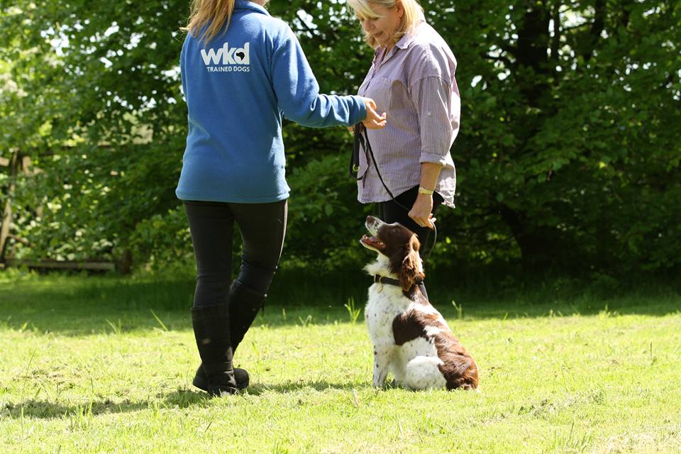 5 common reasons people rehome their dog, and steps you can take to prevent it. wkd-uk.com/blog/do-you-re…