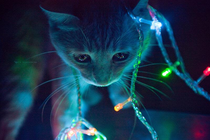 sagara_manato's tweet photo. おめでとうございます
この猫の画像を見て、5分以内にRTすると幸福とお金が舞い込んできます。

しかし画像を見たのにRTしなかった方はお金を失うどころか、友達や恋人を失うことになるでしょう。

信じるかどうかはあなた次第です。 http://t.co/IB6PPARvhw